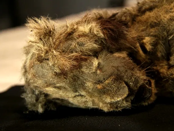 Acest leu de peșteră a fost descoperit în permafrostul siberian. Oamenii de știință i-au analizat ADN-ul și au făcut o descoperire neașteptată