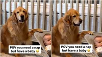 Viralul zilei | Dădaca perfectă există! Un Golden retriever își distrează frățiorul, în timp ce părinții se odihnesc (VIDEO)