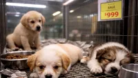 Studiu alarmant: animalele vândute în petshop-uri, multe dintre ele bolnave, cauzează costuri uriașe. Se cere de urgență interzicerea comerțului (VIDEO)