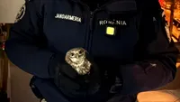 Caz neobișnuit raportat la 112. O bufniță refugiată în bucătăria unui apartament din Botoșani, eliberată de jandarmi