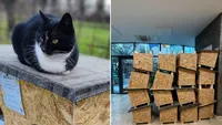 Val de solidaritate pentru pisicile fără stăpân. 200 de căsuțe oferite gratuit în București și Ilfov de Protecția Animalelor. Hilde Tudora: „Descopăr zi de zi câți oameni buni există”