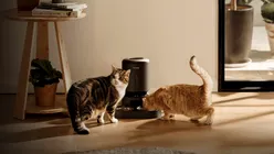 Dispozitivele de hrănire a animalelor de companie marca Petlibro au fost afectate de o pană. Unele animale de companie au rămas fără hrană