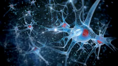Cercetătorii au găsit noi tipuri de neuroni cu ajutorul a sute de mii de gameri