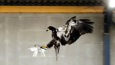 Go4News: Poliţia olandeză va doborî dronele neautorizate cu ajutorul unor vulturi dresaţi