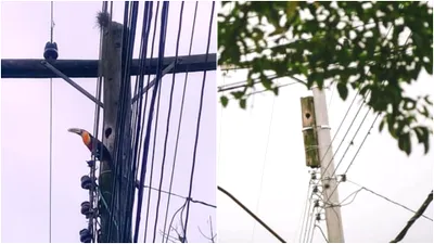 Modul creativ în care un om a salvat cuibul unei păsări aflat într-un stâlp electric putred