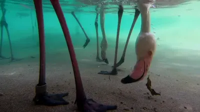 Video fascinant. O cameră subacvatică arată cum se hrănesc păsările flamingo