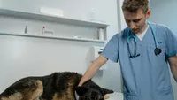 Cum au contribuit ploieștenii la reducerea numărului de animale fără stăpân: 142 de sterilizări în doar 48 de ore