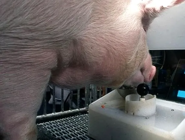 Reușită medicală: un rinichi de porc transplantat unui pacient uman a funcționat aproape nouă luni