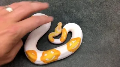 Un crescător de şerpi a avut nevoie de 8 ani pentru a obţine un piton cu emoji pe corp