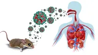 Alertă sanitară hantavirus după decesele de pe vasul de croazieră! Numărul pacienților a crescut. Simptomele cheie și perioada de incubație, conform OMS