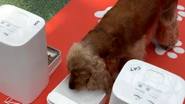Cum îți poți lăsa animalul de companie singur câteva zile cu ajutorul tehnologiei