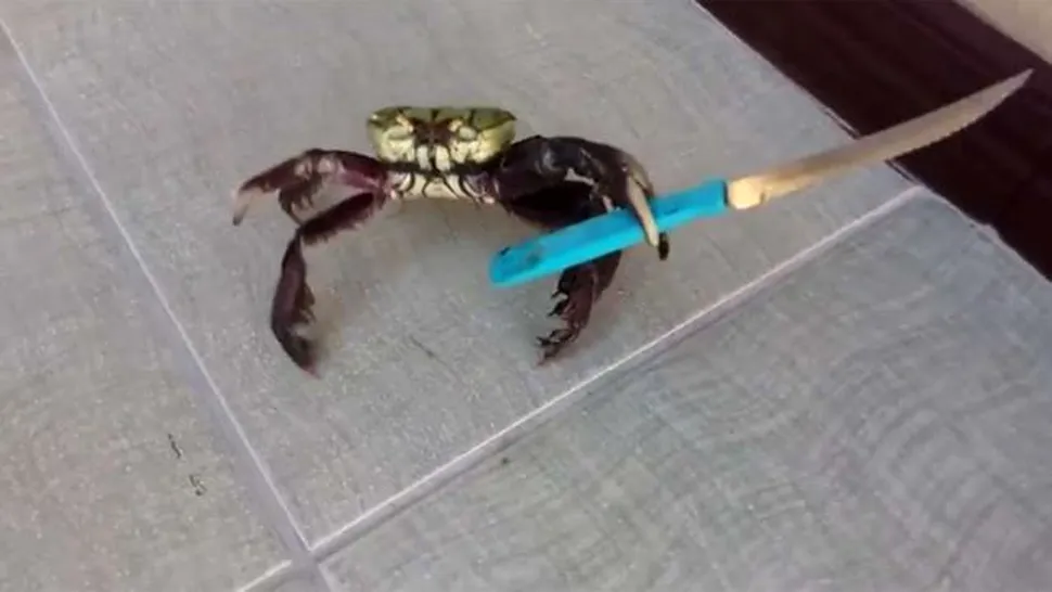 Ce se ascunde în spatele clipului cu crabul „gangster”, care s-a viralizat recent