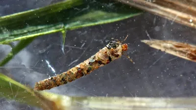 O larvă a început să folosească plastic pentru cochilie, iar efectele pot fi profunde