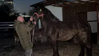 Cal abandonat de stăpân, adoptat de Serviciul pentru Protecția Animalelor Gorj. Folosit în sporturi extreme, Cezar primește a doua șansă la viață / Prima instituție de acest fel din țară care are o cabalină