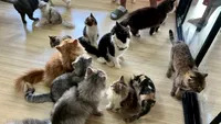 Cafenea faimoasă cu pisici, închisă din cauza unui scandal uriaș. Patronul și angajații, filmați când lovesc felinele fără apărare / Imagini tulburătoare (FOTO)