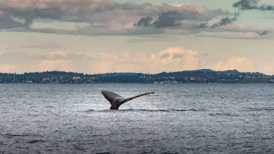 „52 Blue”: Misterul faimoasei balene singuratice din Pacific, elucidat după decenii? Ce au descoperit cercetătorii