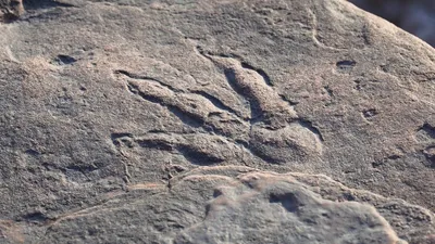 Urmă de dinozaur veche de 220 de milioane de ani, descoperită de o fetiță de 4 ani pe o piatră de pe plajă