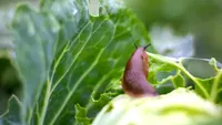 Leguma românească vândută sub costul de producție. Fermierii ajung să o ofere gratuit sau să o arunce din lipsă de cerere