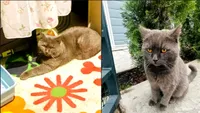 Ce s-a întâmplat cu motănelul plângăcios, care mergea din ușă în ușă după adăpost și hrană. Cea mai bună veste după zile întregi de pribegie în frig