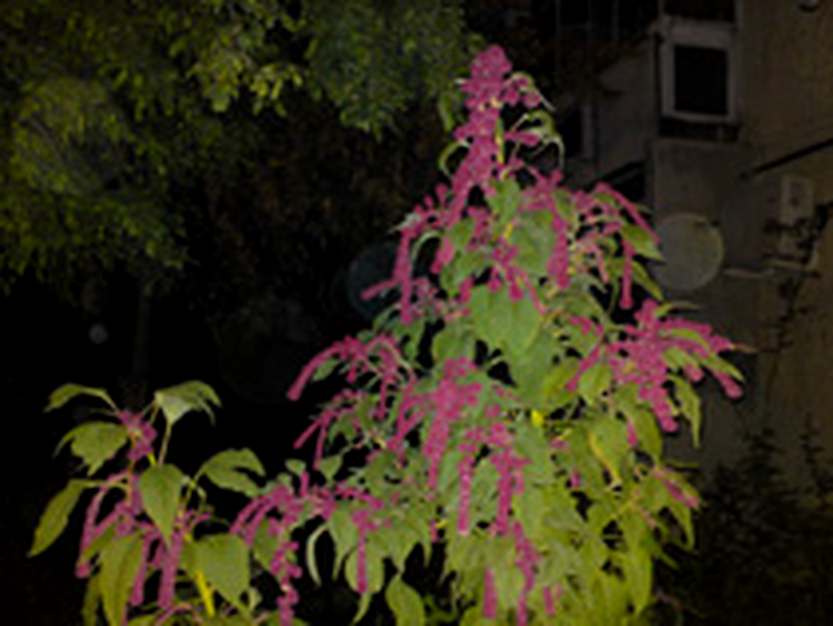 Sony Ericsson C905 - photo sample