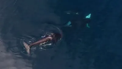 Înregistrare rară, surprinsă de o dronă: o orcă mănâncă un rechin