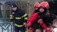 Un câine blocat între gheţuri la Oradea, pe râul Crişul Repede, salvat de pompieri (FOTO)