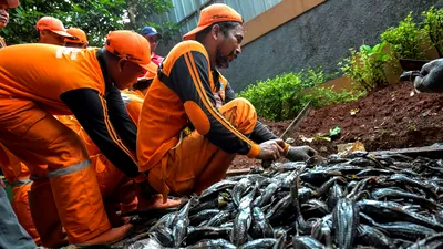 Un pește invaziv s-a adaptat la râurile poluate din Indonezia: Fenomenul, „complet nebunesc”