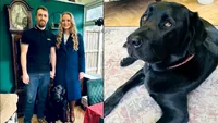 Au anulat nunta pentru a-și salva câinele bolnav. Un cuplu luptă cu orice preț pentru viața lui Gus, diagnosticat cu cancer: „Este bebelușul nostru și îl iubim”