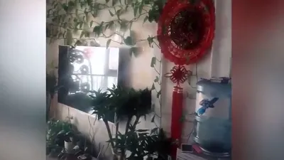 S-a întors după șapte luni acasă și a găsit o „grădină botanică” | VIDEO
