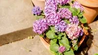 Plante pe care să NU le ții niciodată la intrarea casei. Blochează toate energiile pozitive