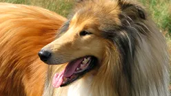 ChatGPT ar fi salvat viața unui câine, asistând interpretarea simptomelor ignorate de medicul veterinar