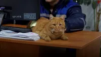 Garfield, cel mai simpatic „angajat” cu blăniță de la salubritate. Motanul este nelipsit din cursele zilnice ale colegilor: „Face parte din echipă de mulți ani și ne însoțește pretutindeni” (VIDEO)