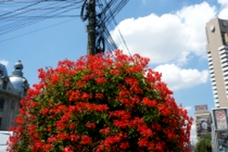 AP, ISO 200, f/5.6, 1/1250