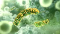 O tânără din Cluj s-a întors din America Centrală cu o boală rară în lume, care i-a uimit chiar și pe medici. Ce este leishmanioza tropicală și cum se transmite?
