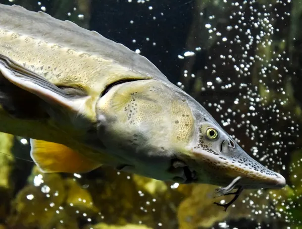 Sistem high-tech de 16,7 milioane lei pentru paza sturionilor pe Dunăre, pregătit de Ministerul Mediului