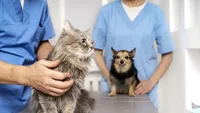 EXCLUSIV | Criză în medicina veterinară din România! Medicii ameninţă cu proteste după ce Guvernul a redus de la 10.000 de lei la 5.000 de lei sumele alocate pentru cheltuielile cabinetelor: „Animalele rămân fără tratament, vaccinări și prevenție”