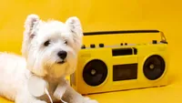 Muzică pentru câini: Trucuri și sfaturi pentru a-i face fericiți și relaxați