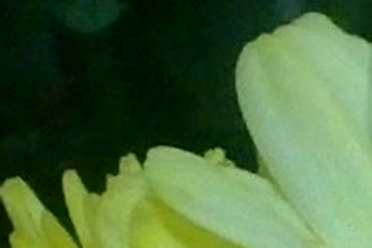 ISO 200