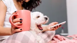 Pericolul ascuns din spatele trucurilor de pe TikTok: De ce sfaturile online pot fi fatale pentru animalele de companie