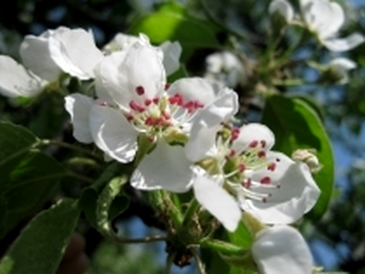 Macro, ISO 80, 1/250 s, F8.0