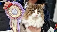 Pisicile născute în România, din nou pe podiumurile mondiale: „Ursulețul polar” Roy, campion la Cupa Atlanticului de Nord. Clotilde, pe podium (FOTO)