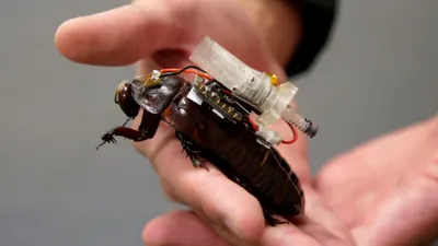 Gândacii-cyborg creați în Australia vor livra tratamente medicale victimelor blocate sub dărâmături