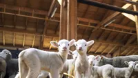 Grecia sacrifică peste 450.000 de animale din cauza variolei la ovine și caprine