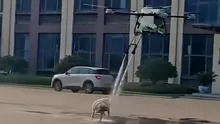 VIDEO: Cum s-a transformat un câine udat de o dronă într-o dezbatere geopolitică majoră