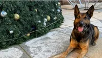 Eroii blănoși nu au vacanță de Crăciun. Câinii care muncesc de sărbători pentru siguranța noastră / Rămân la datorie în cea mai agitată perioadă din an