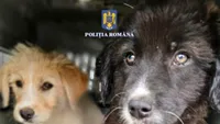 Poliția Română avertizează: „Animalele de companie nu sunt cadouri de Crăciun, ci o responsabilitate pe termen lung”