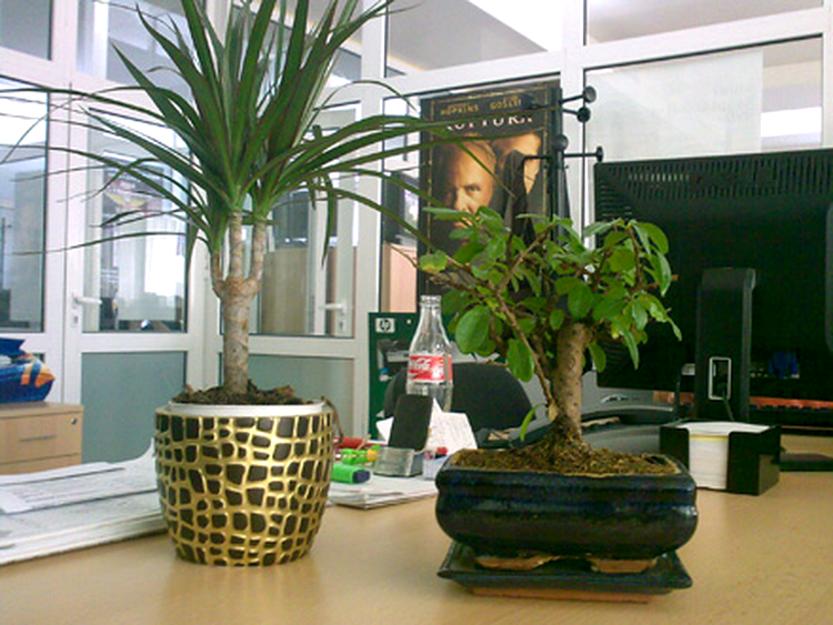 Nokia 8800 Sapphire Arte sample photo