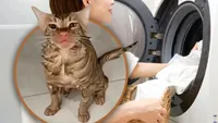 O pisică a supraviețuit în mașina de spălat pornită. Reacția felinei după ce iese din cuva mașinii este sfâșietoare (VIDEO)
