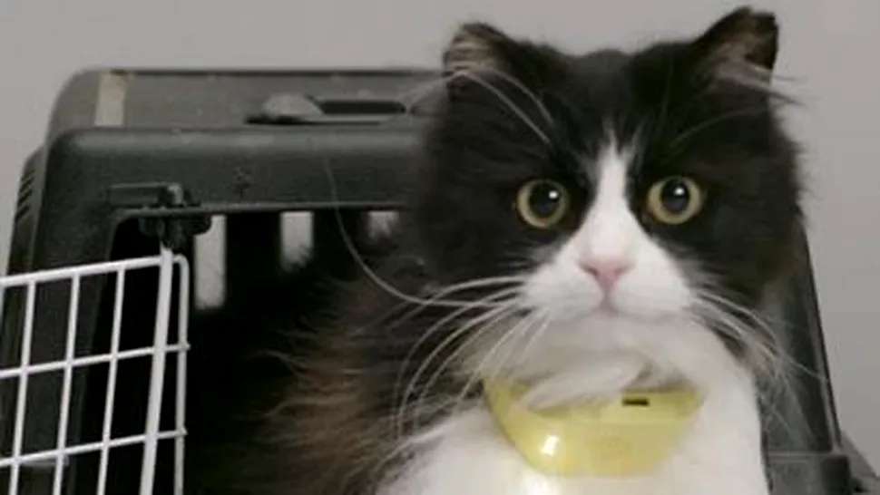 Cineva s-a gândit că ar fi bine să le dea pisicilor o voce umană [VIDEO]