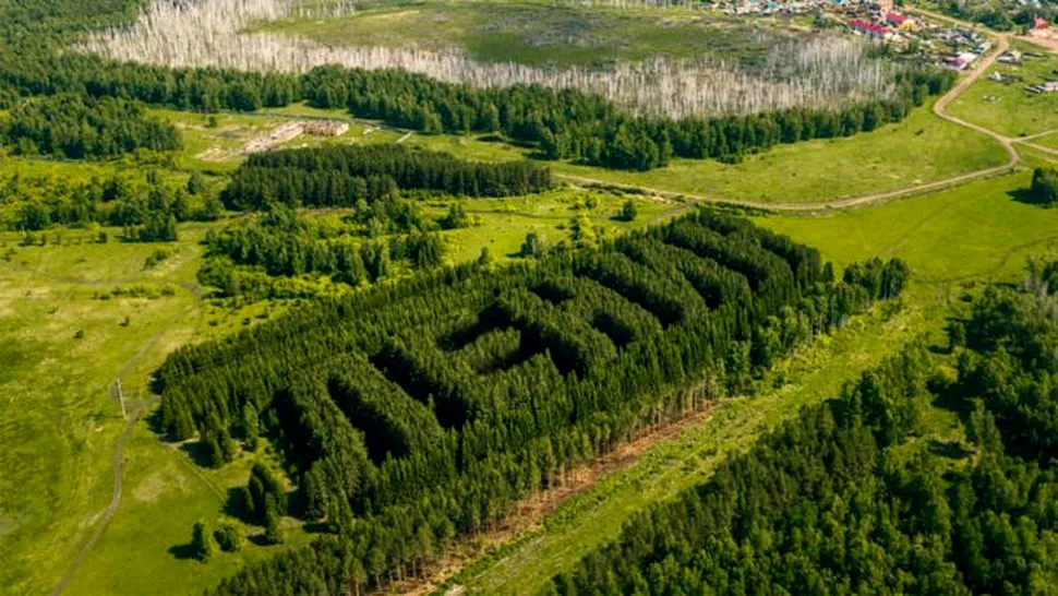 Un utilizator de dronă a dat peste o pădure ciudată în Siberia